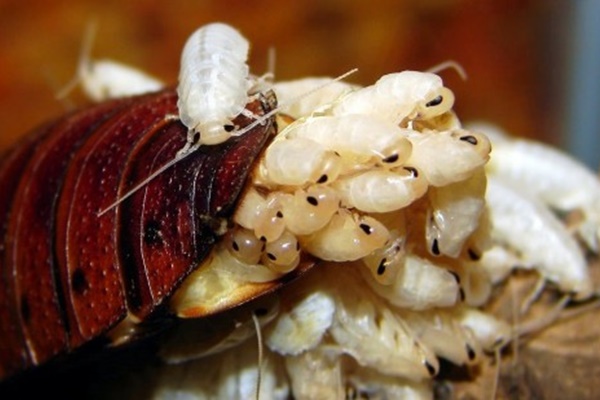 Phải làm gì nếu quần áo bị mốc? Dùng nắm giá đỗ chà lên quần áo có chất liệu cotton, bạn sẽ thấy điều kỳ diệu xảy ra-4