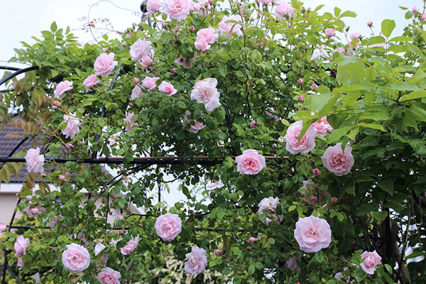 Chồng đưa tình cũ về nhà bắt vợ nấu cơm tiếp đãi-1