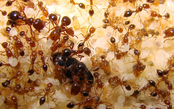 Đừng lo lắng nếu có kiến trong nhà! Không cần sử dụng nước nóng hoặc thuốc, rắc một nắm này vào, kiến sẽ bị tiêu diệt-1