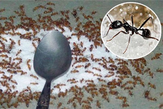 Đừng lo lắng nếu có kiến trong nhà! Không cần sử dụng nước nóng hoặc thuốc, rắc một nắm này vào, kiến sẽ bị tiêu diệt