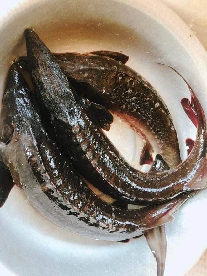 Loại cá đặc sản ở Việt Nam bán trên chợ mạng giá siêu rẻ, người dân tranh thủ ăn sang-1