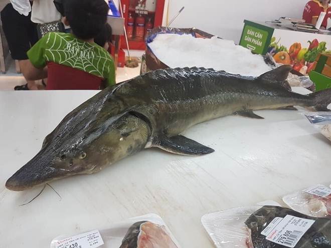 Loại cá đặc sản ở Việt Nam bán trên chợ mạng giá siêu rẻ, người dân tranh thủ ăn sang-2