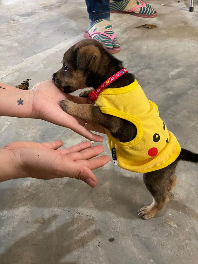 Vụ đàn chó 15 con bị tiêu huỷ: 1 chú cún may mắn sống sót, người chủ mới khẳng định sẽ tặng lại vì nó là 1 phần kỷ niệm của cô chú-4