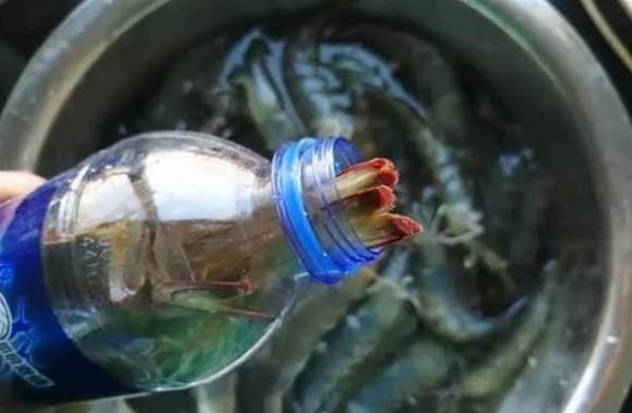 Đừng cất tôm đông lạnh trực tiếp. Người đánh cá già sẽ dạy bạn 2 mẹo để tôm tươi ngon như mới sau một năm bảo quản-3