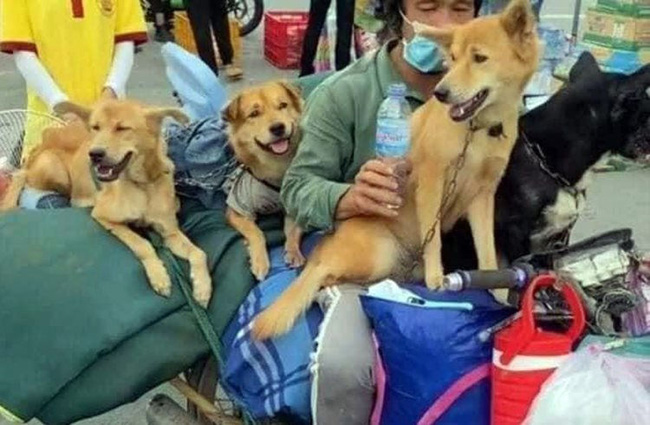 Vụ tiêu hủy 15 chú chó ở Cà Mau: 2 vợ chồng chủ đều không phải người địa phương, đang xác minh xem có khai báo gian dối hay không-1