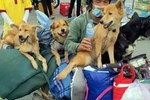 Vụ 15 chú chó bị tiêu hủy ở Cà Mau: Trưởng trạm y tế xin nghỉ việc vì không chịu nổi áp lực dư luận-2