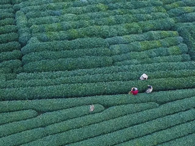 Cặp vợ chồng trẻ tạo không gian nhà vườn xanh mát giữa đồi núi mênh mông-1