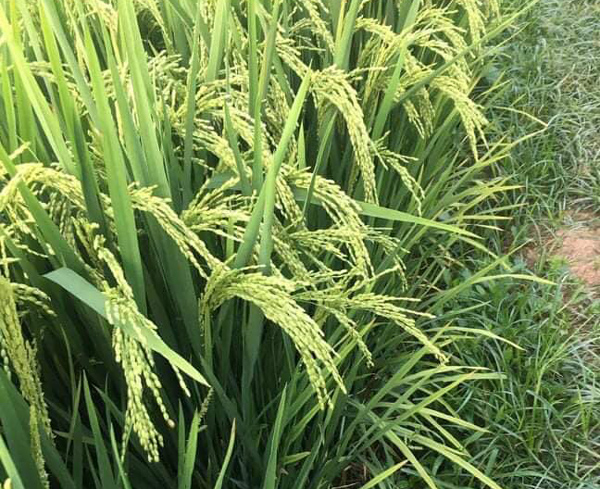 Thú chơi độc, lạ: Chị em Hà thành rủ nhau mua lúa nếp về cắm bình-1