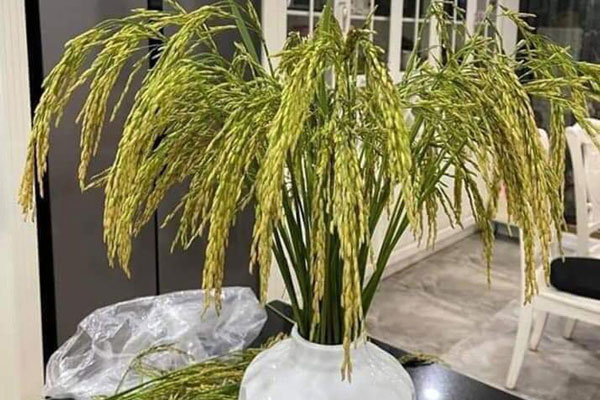 Lavender Đà Lạt đi đường hàng không về khiến chị em Hà Thành mê như điếu đổ-5