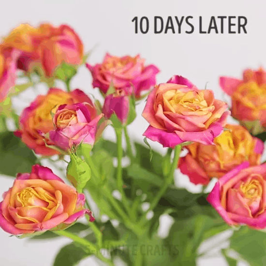 Cắm hoa bằng nước này thì 10 ngày sau hoa vẫn tươi như mới-3