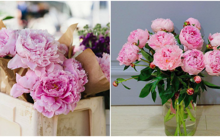 Cắm hoa bằng nước này thì 10 ngày sau hoa vẫn tươi như mới-4