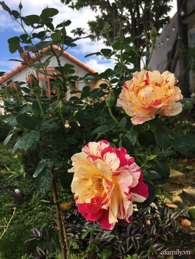 Đôi bạn rời Sài Gòn lên Đà Lạt xây dựng chốn bình yên và làm việc từ xa, cùng lời khuyên tài chính mấu chốt giúp bạn bỏ phố về quê thành công-2