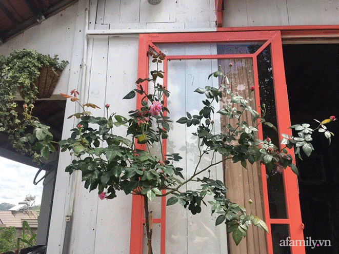 Đôi bạn rời Sài Gòn lên Đà Lạt xây dựng chốn bình yên và làm việc từ xa, cùng lời khuyên tài chính mấu chốt giúp bạn bỏ phố về quê thành công-7