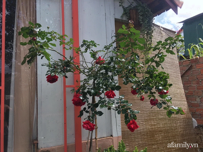 Đôi bạn rời Sài Gòn lên Đà Lạt xây dựng chốn bình yên và làm việc từ xa, cùng lời khuyên tài chính mấu chốt giúp bạn bỏ phố về quê thành công-8