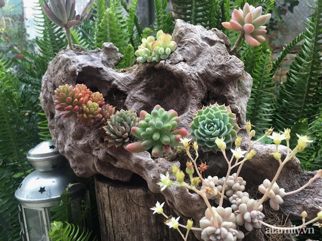 Đôi bạn rời Sài Gòn lên Đà Lạt xây dựng chốn bình yên và làm việc từ xa, cùng lời khuyên tài chính mấu chốt giúp bạn bỏ phố về quê thành công-10