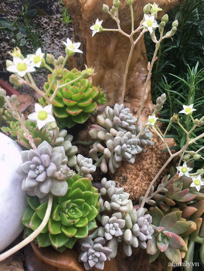 Đôi bạn rời Sài Gòn lên Đà Lạt xây dựng chốn bình yên và làm việc từ xa, cùng lời khuyên tài chính mấu chốt giúp bạn bỏ phố về quê thành công-11