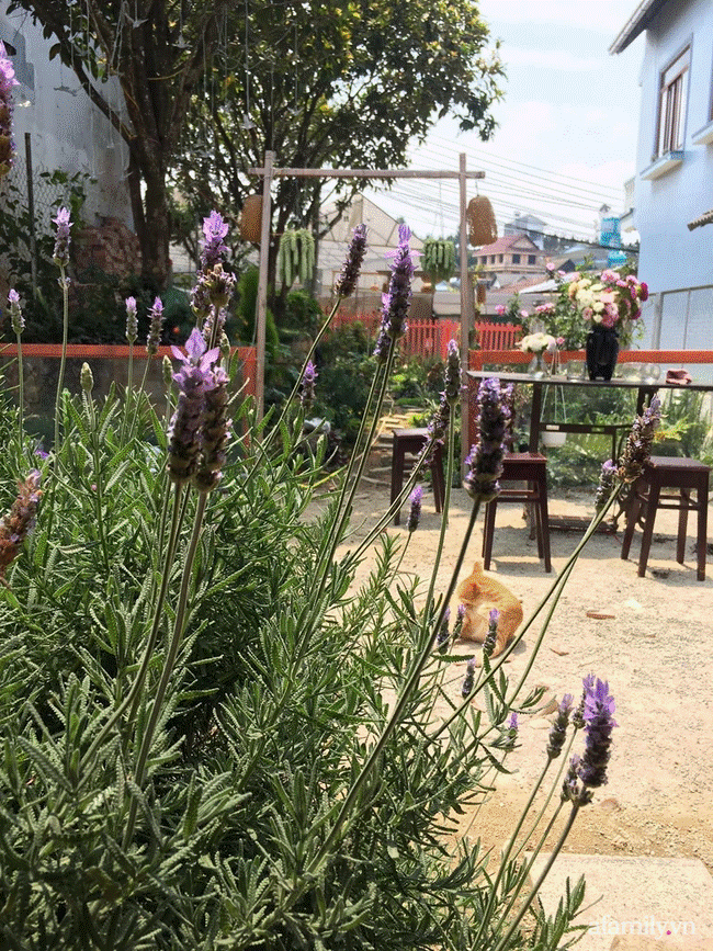 Đôi bạn rời Sài Gòn lên Đà Lạt xây dựng chốn bình yên và làm việc từ xa, cùng lời khuyên tài chính mấu chốt giúp bạn bỏ phố về quê thành công-14