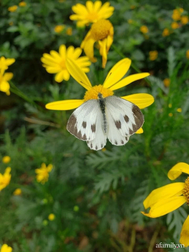 Đôi bạn rời Sài Gòn lên Đà Lạt xây dựng chốn bình yên và làm việc từ xa, cùng lời khuyên tài chính mấu chốt giúp bạn bỏ phố về quê thành công-15