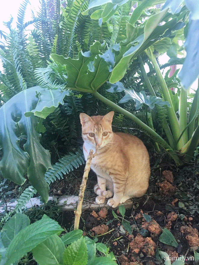 Đôi bạn rời Sài Gòn lên Đà Lạt xây dựng chốn bình yên và làm việc từ xa, cùng lời khuyên tài chính mấu chốt giúp bạn bỏ phố về quê thành công-16