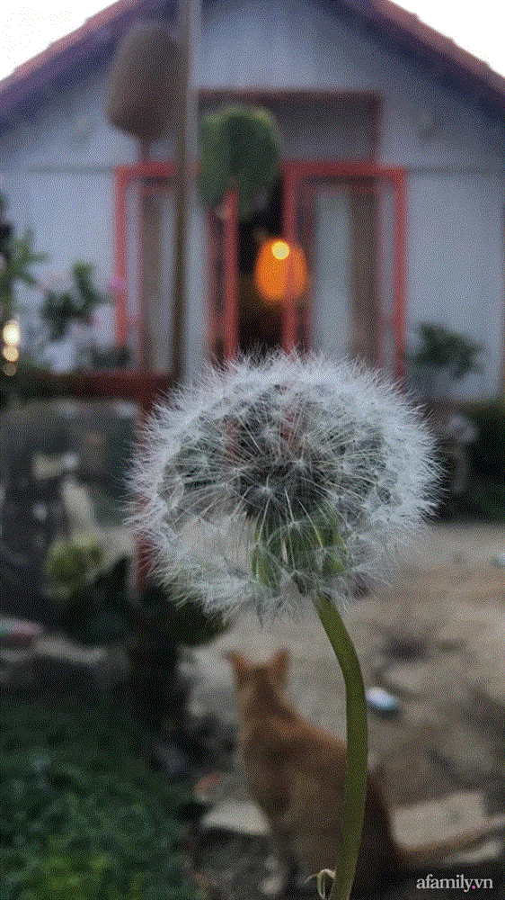 Đôi bạn rời Sài Gòn lên Đà Lạt xây dựng chốn bình yên và làm việc từ xa, cùng lời khuyên tài chính mấu chốt giúp bạn bỏ phố về quê thành công-17