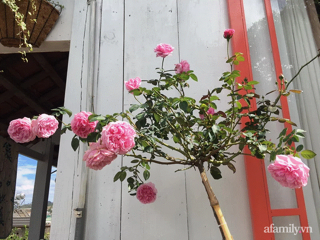 Đôi bạn rời Sài Gòn lên Đà Lạt xây dựng chốn bình yên và làm việc từ xa, cùng lời khuyên tài chính mấu chốt giúp bạn bỏ phố về quê thành công-18