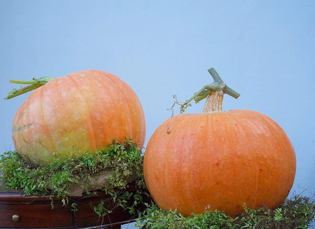 Bí ngô siêu to khổng lồ” có giá vài triệu đồng/quả, cửa hàng lấy không kịp bán-1