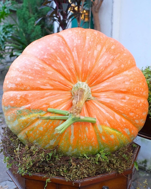 Bí ngô siêu to khổng lồ” có giá vài triệu đồng/quả, cửa hàng lấy không kịp bán-4