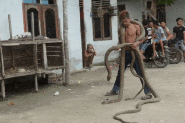 Clip: Rắn bò ngay trước mặt, người phụ nữ bật dậy la hét thất thanh-1