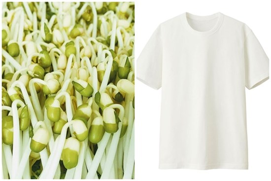 Phải làm gì nếu quần áo bị mốc? Dùng nắm giá đỗ chà lên quần áo có chất liệu cotton, bạn sẽ thấy điều kỳ diệu xảy ra