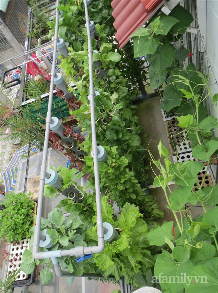 Bỏ 10 triệu làm giàn trên ban công chỉ 5m², anh chồng đảm ở Sài Gòn có rau sạch tươi tốt hái mỏi tay mỗi ngày-1