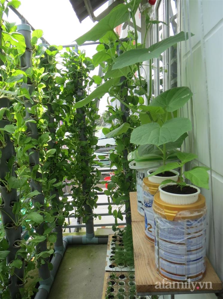 Bỏ 10 triệu làm giàn trên ban công chỉ 5m², anh chồng đảm ở Sài Gòn có rau sạch tươi tốt hái mỏi tay mỗi ngày-3