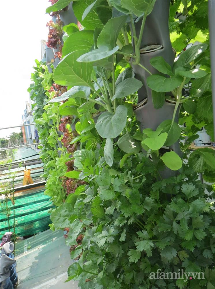 Bỏ 10 triệu làm giàn trên ban công chỉ 5m², anh chồng đảm ở Sài Gòn có rau sạch tươi tốt hái mỏi tay mỗi ngày-4