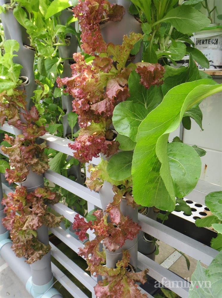 Bỏ 10 triệu làm giàn trên ban công chỉ 5m², anh chồng đảm ở Sài Gòn có rau sạch tươi tốt hái mỏi tay mỗi ngày-5