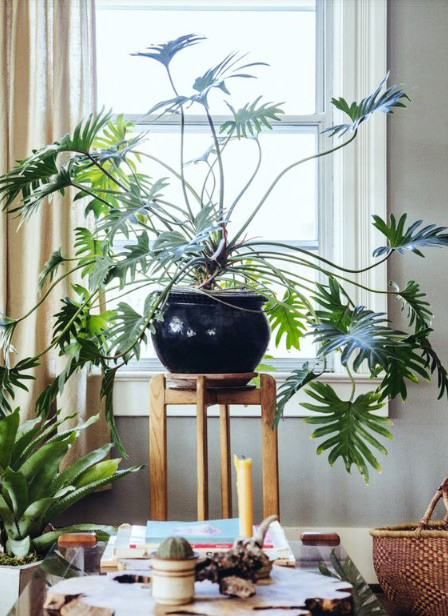 15 ý tưởng trồng cây trong nhà theo phong cách hiện đại, những người yêu cây nhất định đừng bỏ qua-12