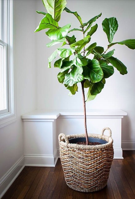 15 ý tưởng trồng cây trong nhà theo phong cách hiện đại, những người yêu cây nhất định đừng bỏ qua-9