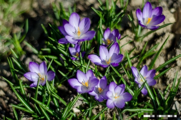 Người sinh vào 3 tháng Âm lịch này, tháng 10 tài vận đạt đỉnh, thu nhập dồi dào-3