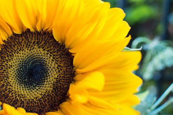 Người sinh vào tháng âm lịch sau đón Rằm tháng 9 với rất nhiều hồng phúc, chuẩn bị túi ba gang để đựng vận may-4