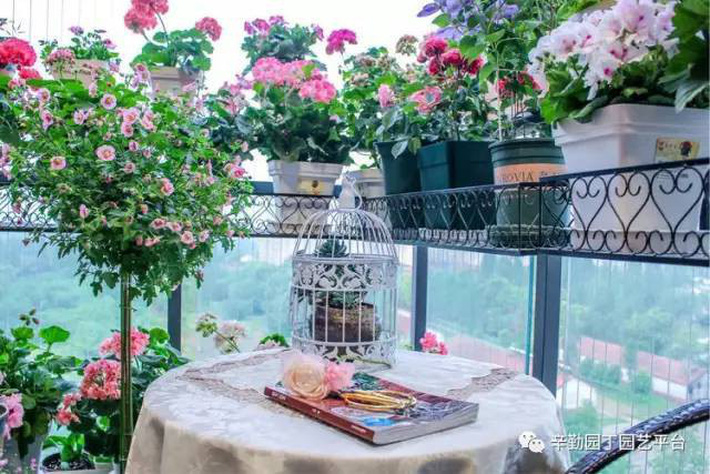 Ban công chỉ rộng vỏn vẹn 7m² nhưng tràn ngập hoa đẹp như cổ tích của bà mẹ 2 con-1