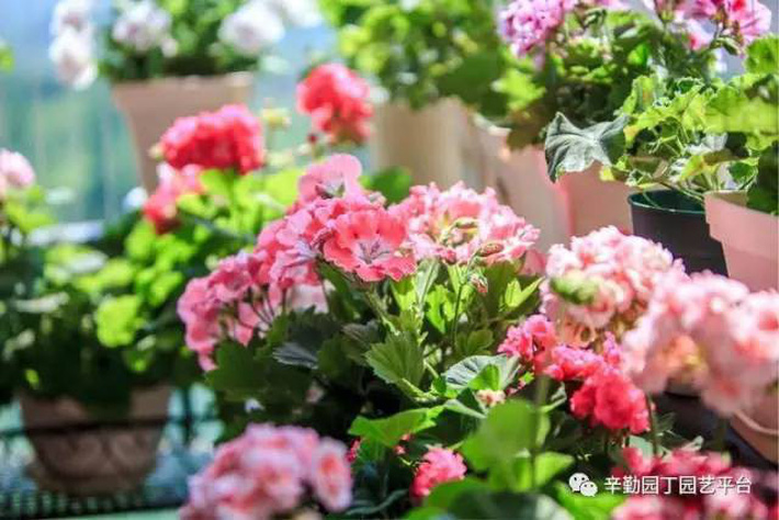 Ban công chỉ rộng vỏn vẹn 7m² nhưng tràn ngập hoa đẹp như cổ tích của bà mẹ 2 con-2