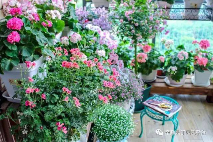 Ban công chỉ rộng vỏn vẹn 7m² nhưng tràn ngập hoa đẹp như cổ tích của bà mẹ 2 con-4