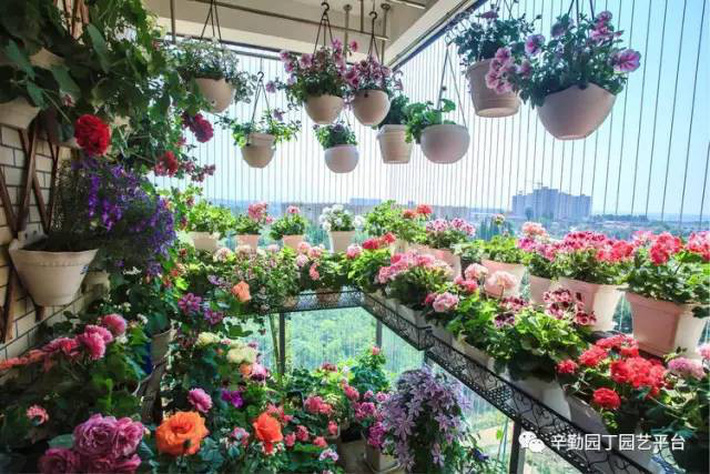 Ban công chỉ rộng vỏn vẹn 7m² nhưng tràn ngập hoa đẹp như cổ tích của bà mẹ 2 con-8