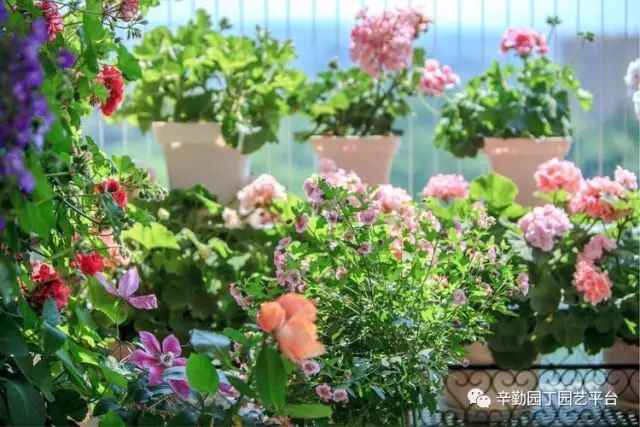 Ban công chỉ rộng vỏn vẹn 7m² nhưng tràn ngập hoa đẹp như cổ tích của bà mẹ 2 con-12