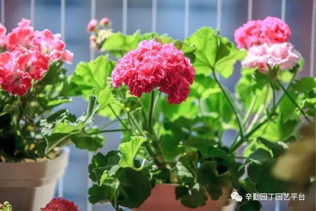 Ban công chỉ rộng vỏn vẹn 7m² nhưng tràn ngập hoa đẹp như cổ tích của bà mẹ 2 con-14