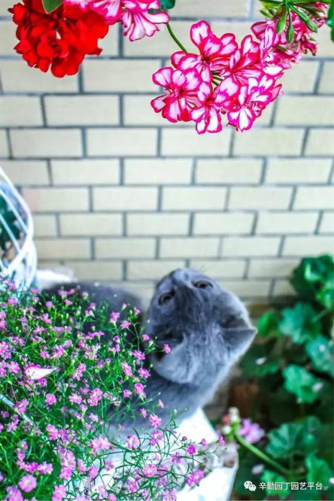 Ban công chỉ rộng vỏn vẹn 7m² nhưng tràn ngập hoa đẹp như cổ tích của bà mẹ 2 con-18