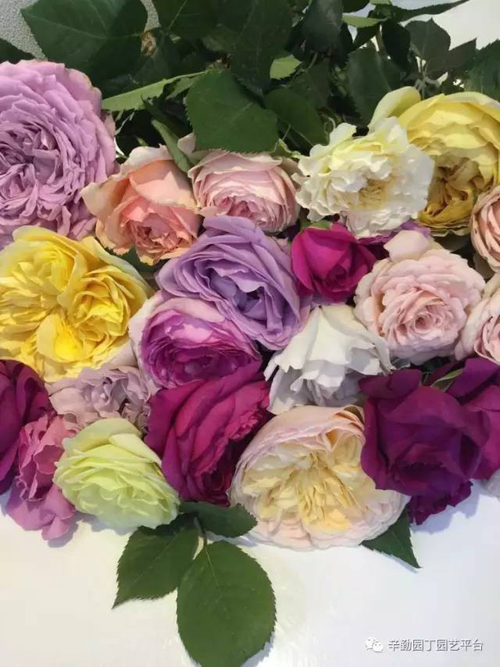 Ban công chỉ rộng vỏn vẹn 7m² nhưng tràn ngập hoa đẹp như cổ tích của bà mẹ 2 con-19