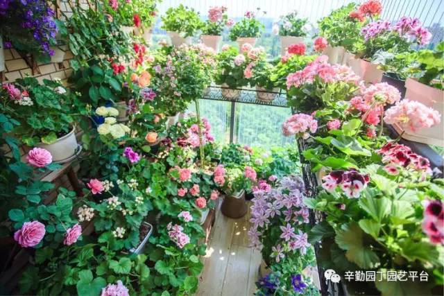 Ban công chỉ rộng vỏn vẹn 7m² nhưng tràn ngập hoa đẹp như cổ tích của bà mẹ 2 con-21