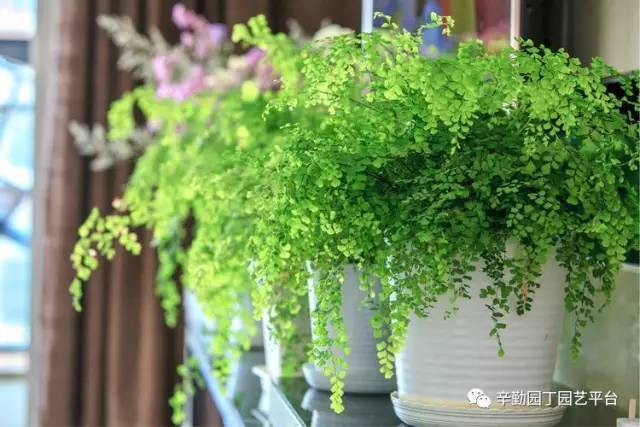 Ban công chỉ rộng vỏn vẹn 7m² nhưng tràn ngập hoa đẹp như cổ tích của bà mẹ 2 con-22