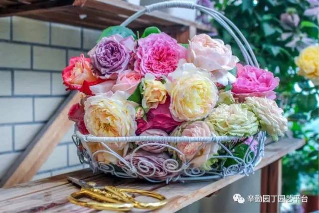 Ban công chỉ rộng vỏn vẹn 7m² nhưng tràn ngập hoa đẹp như cổ tích của bà mẹ 2 con-24