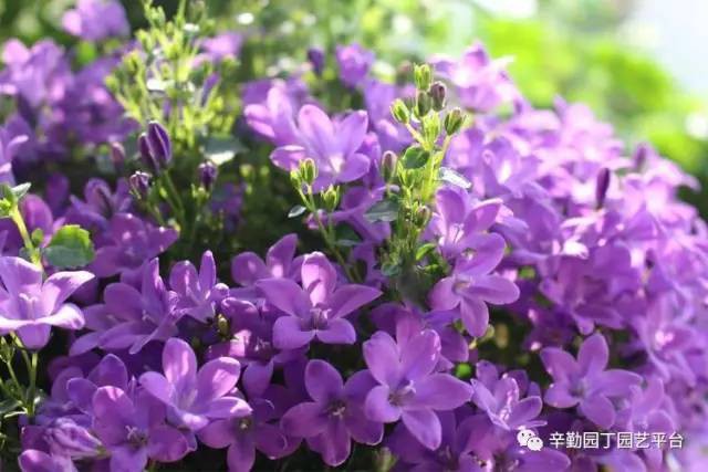 Ban công chỉ rộng vỏn vẹn 7m² nhưng tràn ngập hoa đẹp như cổ tích của bà mẹ 2 con-25