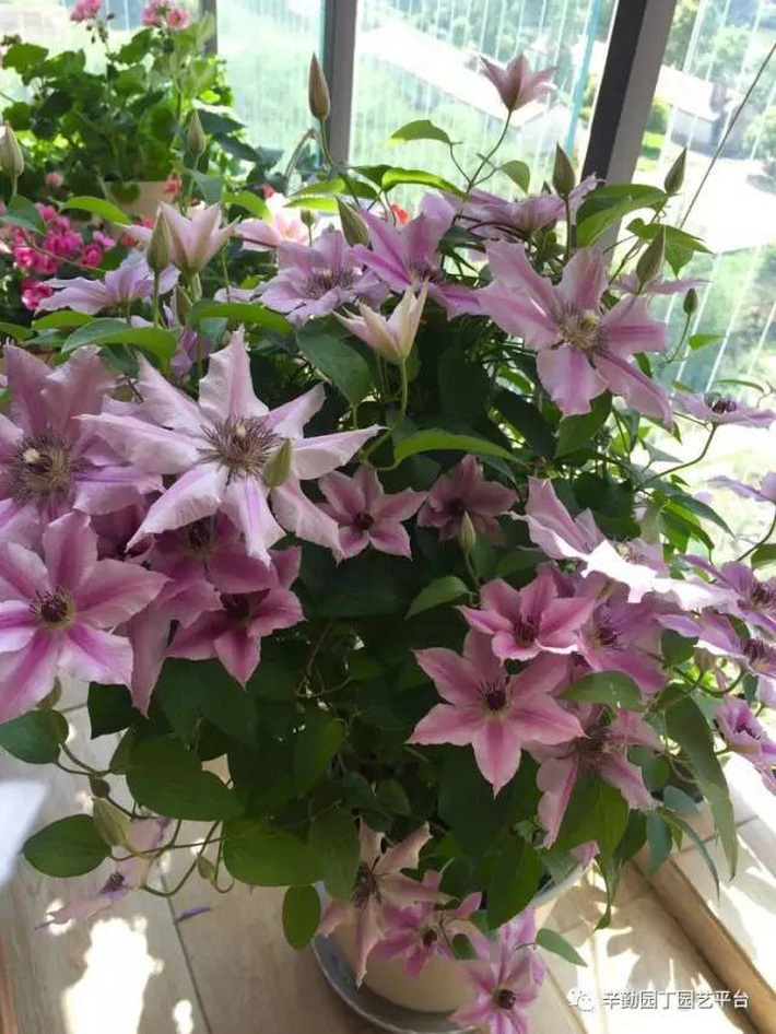 Ban công chỉ rộng vỏn vẹn 7m² nhưng tràn ngập hoa đẹp như cổ tích của bà mẹ 2 con-26